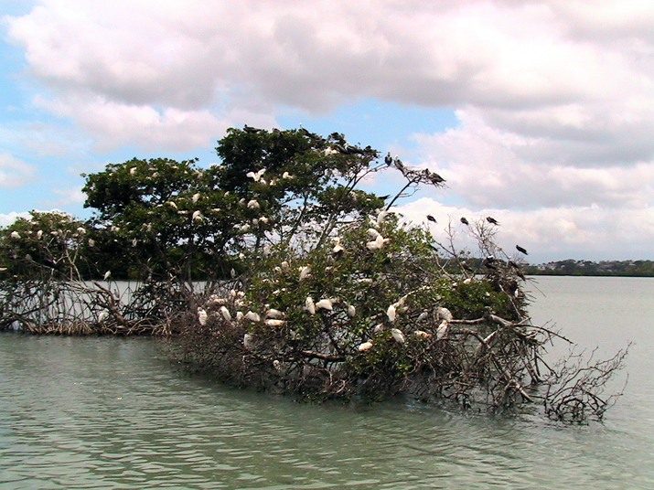25 - Mangrove 061.jpg